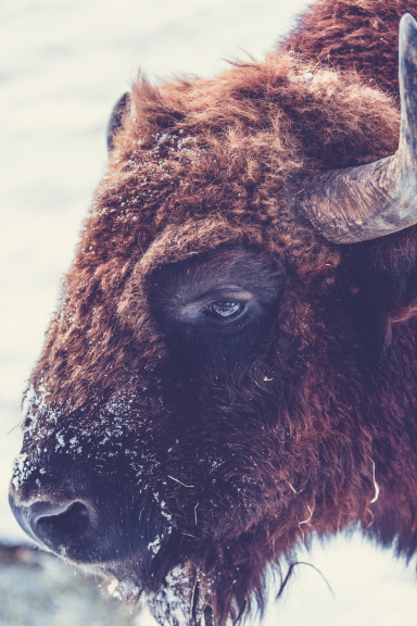 American Bison